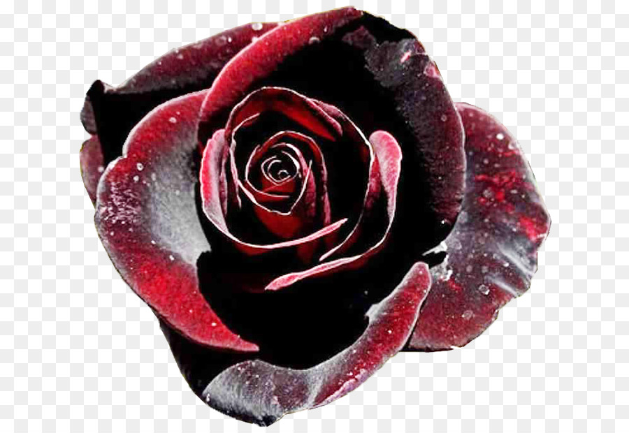 Nero rosa Black Baccara, le rose da Giardino - rosa