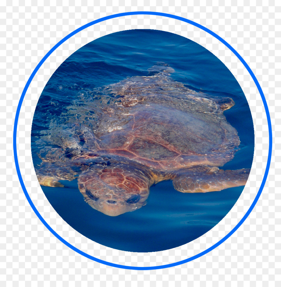 Key West Pesca tartaruga Caretta società Offshore Florida Keys - altri