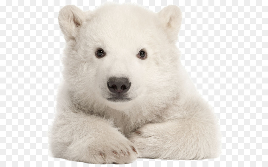 Eisbär-Meine Ersten Tierbabys Meine Ersten Worte, Let ' s Get Talking Baby - Eisbär