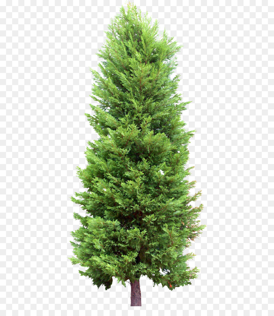 Sam Cây Thông Evergreen - cây