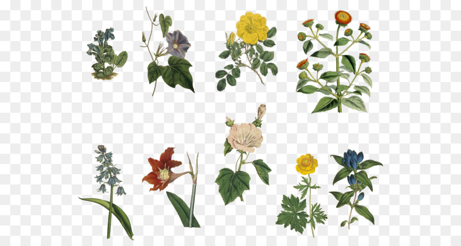 Hoa thiết kế gốc Thực vật - hoa