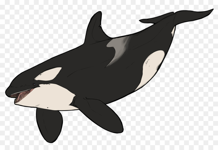 Killer whale Dolphin Tiere Tier - Delphin