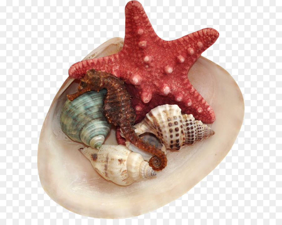 Seashell Muschel clipart - Seashell