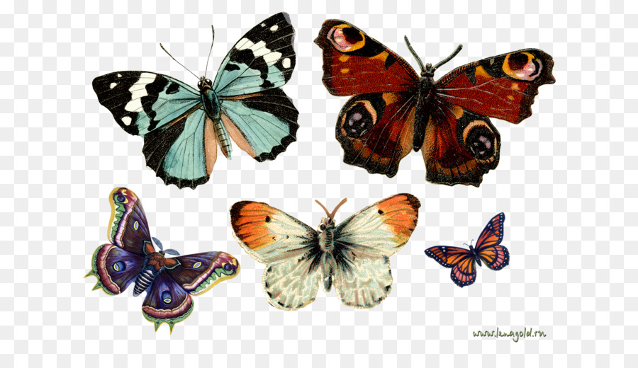 Monarch Schmetterling Insekt Greta oto Clip art - Schmetterling