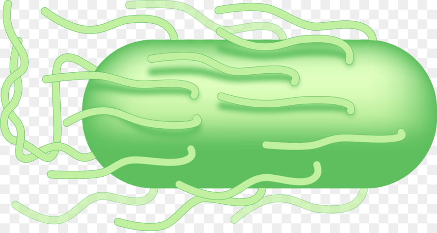 Verde Clip art - Design