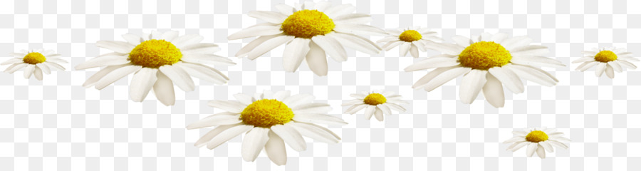 Comune di margherita Oxeye daisy camomilla Romana Crisantemo Comune di girasole - crisantemo