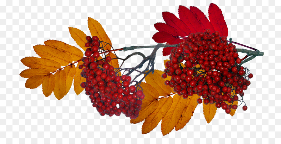 Herbst Nalewka Clip-art - andere