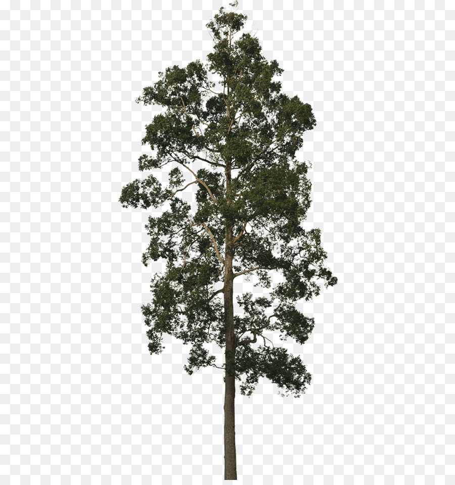 Corona Albero di fotografia Stock di sequoia Gigante di Conifere cono - corona