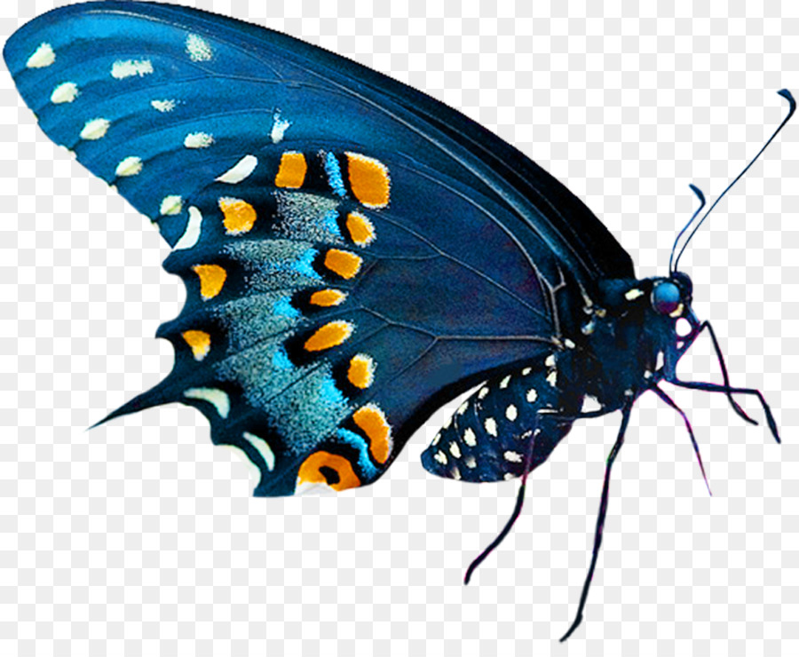 Bướm Clip nghệ thuật - bướm