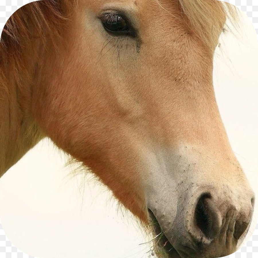Con ngựa Thuần chủng Andalucia Bờm ngựa - hồng stallion