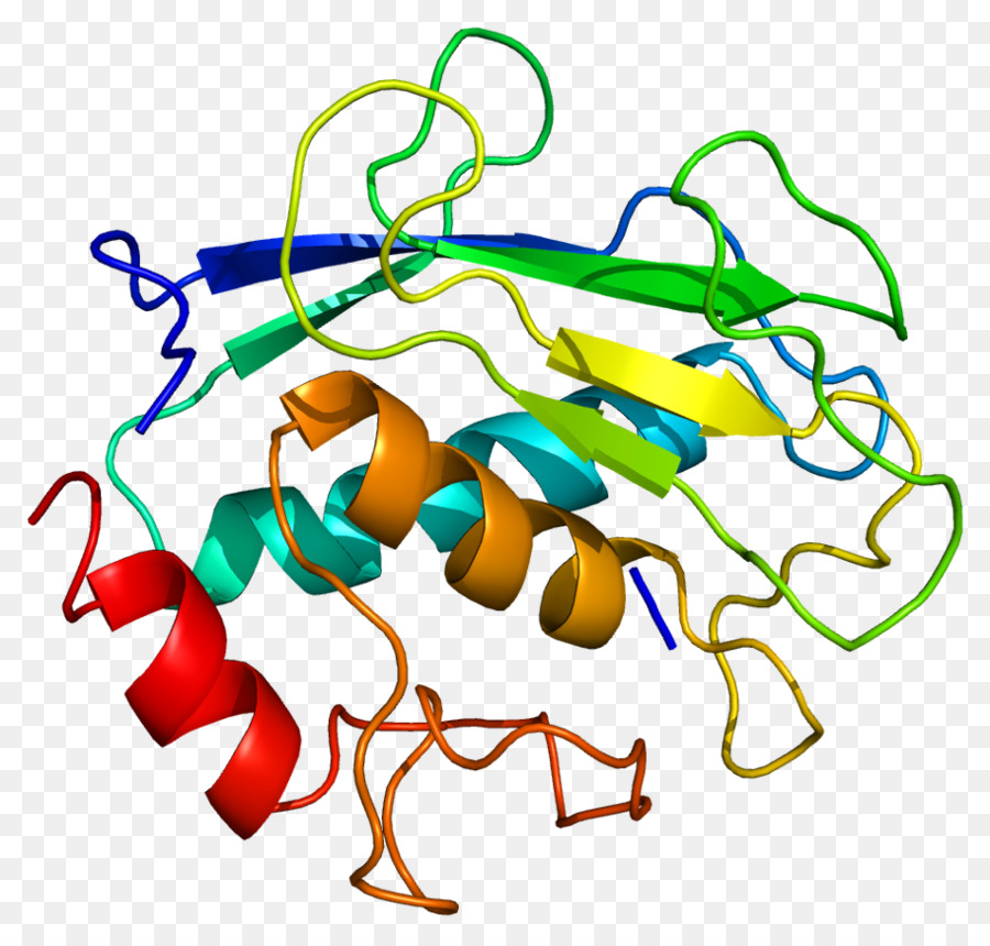 Matrix-metalloproteinase MMP8 Collagenase Meerrettich-peroxidase - andere