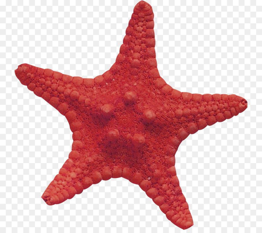 Starfish Materiale di compressione senza perdita di dati - stella marina
