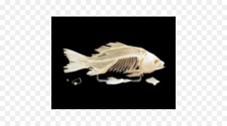 Knöcherne Fische Menschliche Skelett, Wirbeltiere - Skelett
