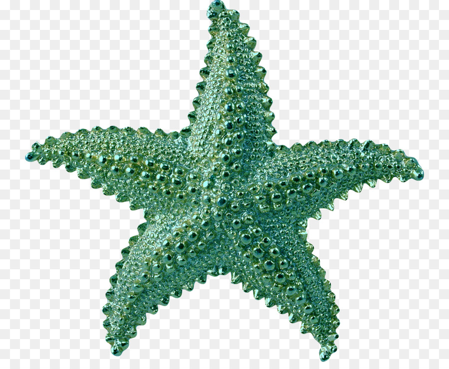 Con sao biển Clip nghệ thuật - con sao biển