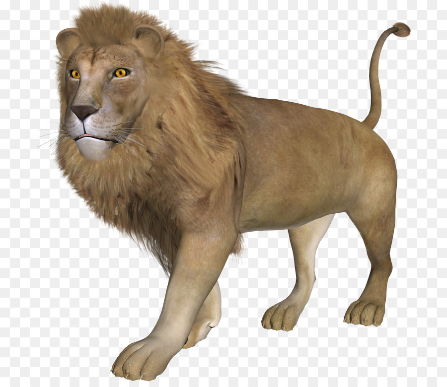 Đông Phi sư tử, Hổ con Mèo con Báo Đốm - con hổ