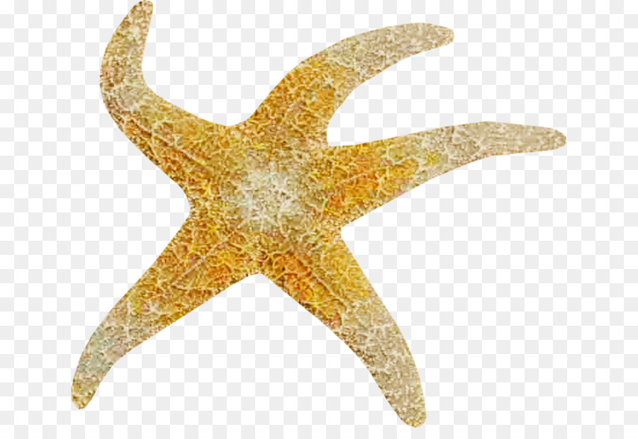 Starfish Scaricare - stella marina