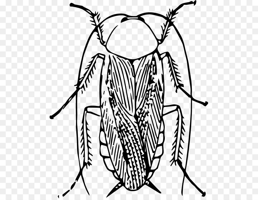 Kakerlake Insekt Zeichnung Clip art - Kakerlake