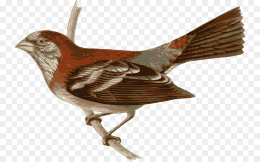 Uccello a Tre bande rosefinch Clip art - uccello