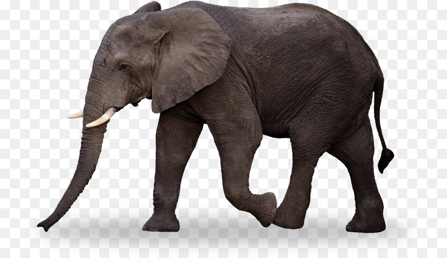 Elefante indiano elefante Africano Kids Coloring Book for kids Bambino - elefante