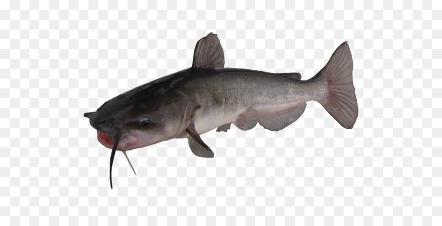 Pesce gatto di canale Giallo bullhead Marrone bullhead Bianco scazzone - altri
