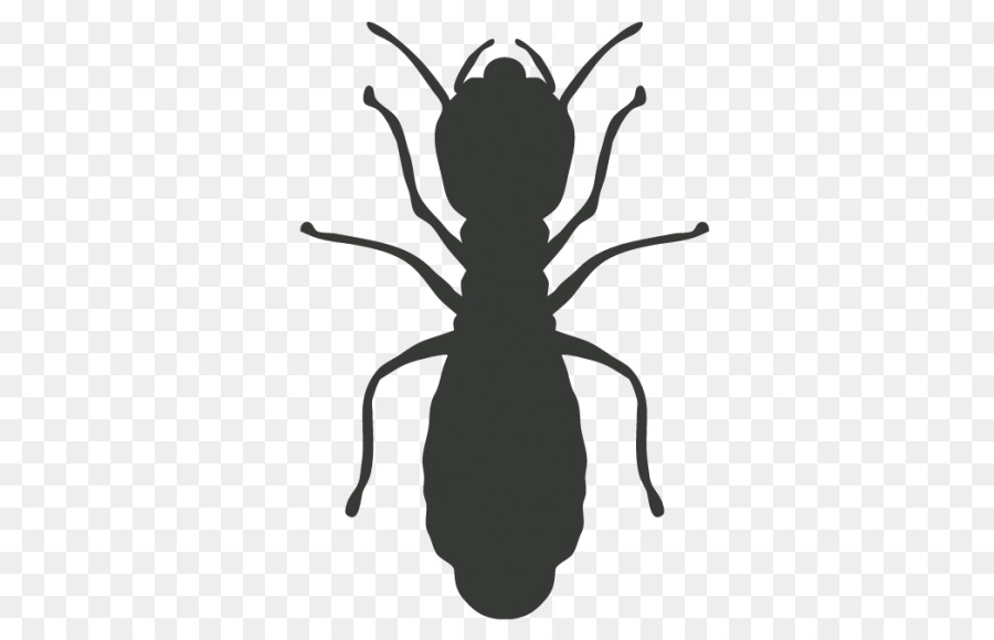 Scarafaggi Zanzare Disinfestazione Termiti - scarafaggio