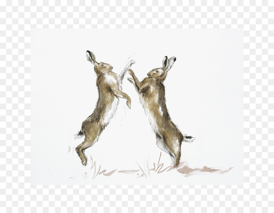 Hare Boxing Màu nước sơn Giấy cú Đấm - quyền anh