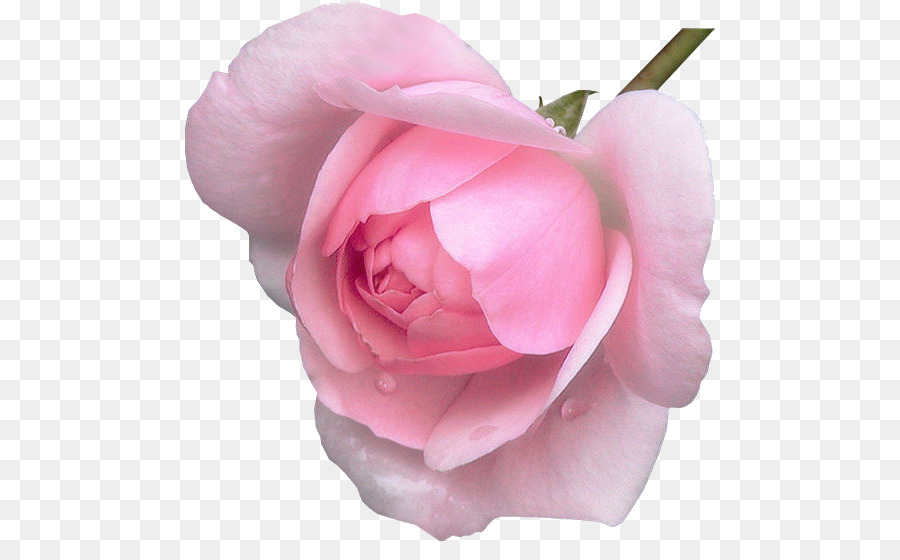 Tag der Freundschaft Gruß Rosa Blumen Liebe - Zitat