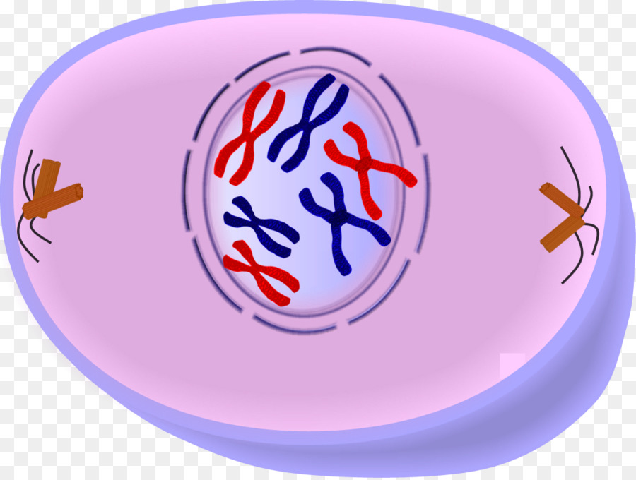Prophase der Zellteilung Mitose Zellzyklus Metaphase - andere