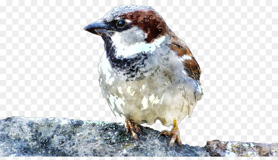 Màu nước sơn Nhà Sparrow - những người khác