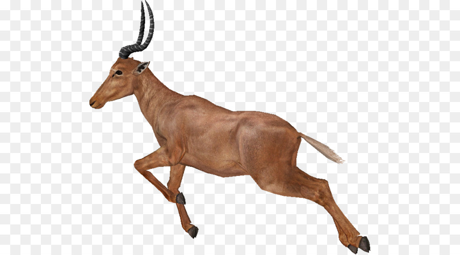 Gazzella Impala, Antilopi Cervi Zoo Tycoon - gazzella