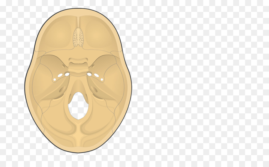 Osso frontale del Cranio Naso Anatomia - cranio