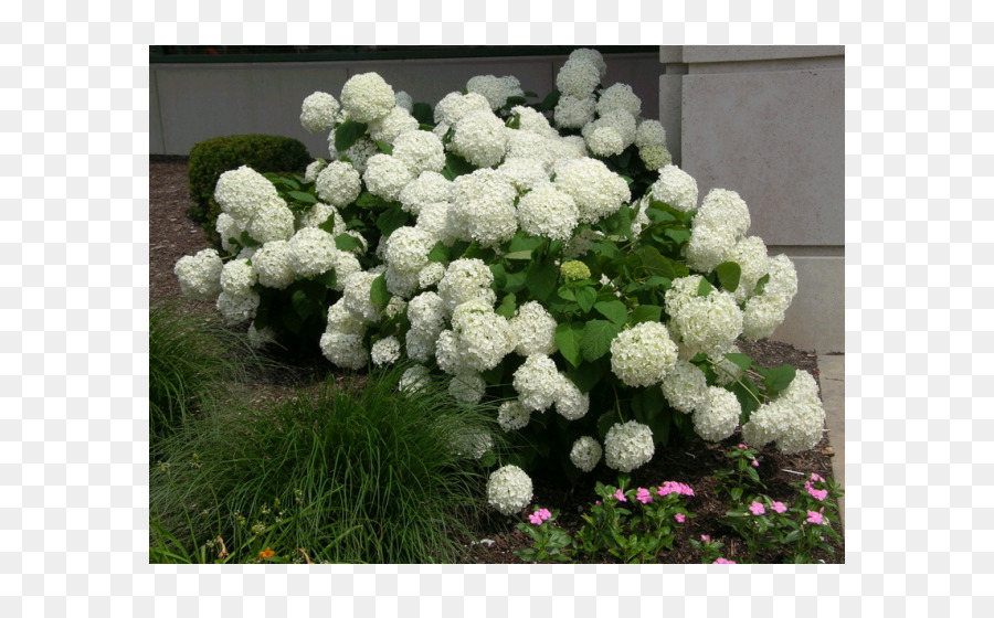Hydrangea arborescens Französisch-Hortensie Hydrangea aspera Panicled Hortensie Strauch - Blume
