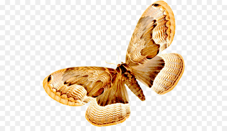 Bướm Côn Trùng Thụ Phấn Mắt Hàng Hóa - bướm
