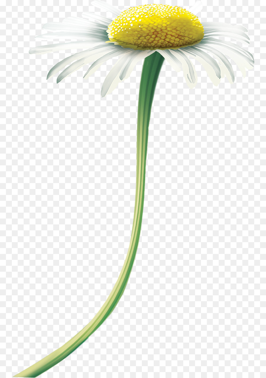 Margerite daisy Matricaria Fotografie Transvaal daisy - andere