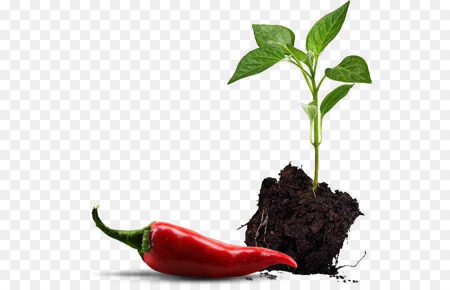 Paprika Paprika Chili Pfeffer Gemüse-Keimling - pflanzliche