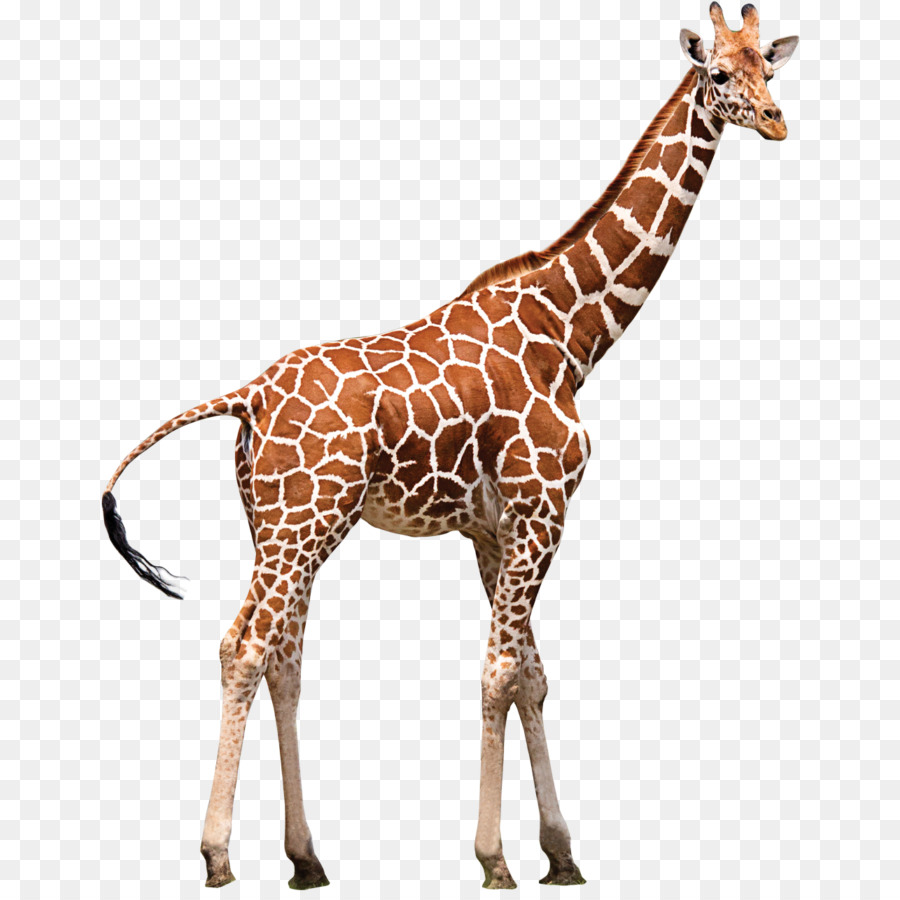Animal Cartoon png download - 700*893 - Free Transparent Giraffe png  Download. - CleanPNG / KissPNG
