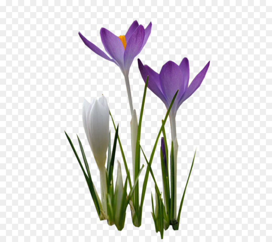 Crocus fiori Viola Malva - Croco