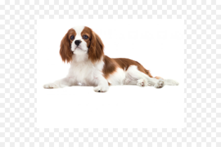 Cavalier King Charles Spaniel Cucciolo di Cane di razza cane da compagnia - cucciolo