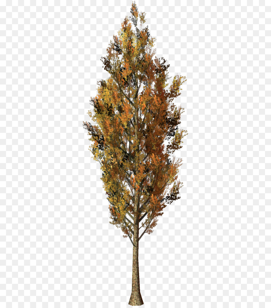 Cây Tùng Sam Cây Rừng Pine - cây
