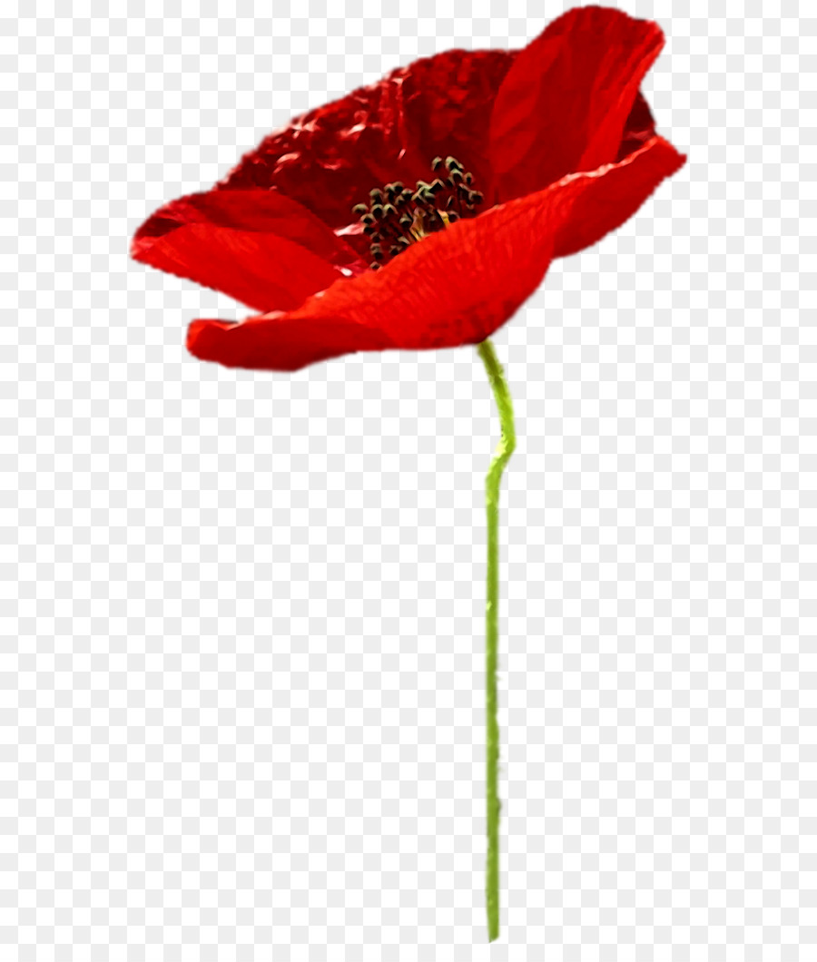 Poppy flower Clip Art - andere