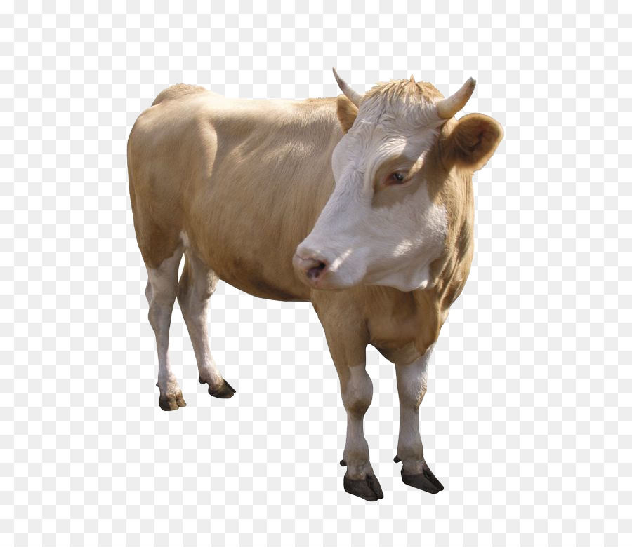 Milchkühe Zebu-Kalb Rind Ochse - Schafe