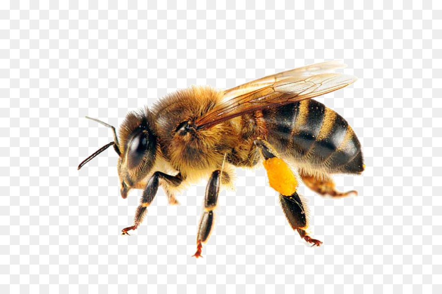 Ong mật phương tây Bầy ong đời thụ phấn - con ong