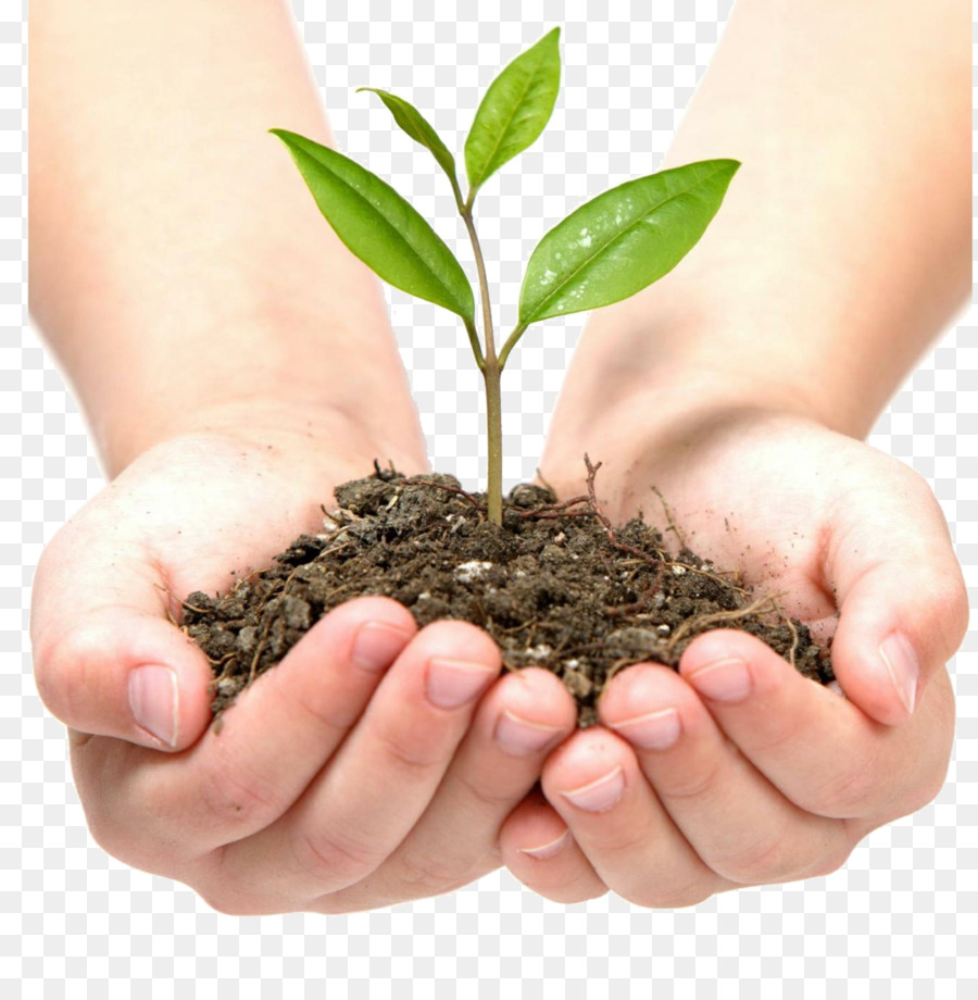 Plant Soil