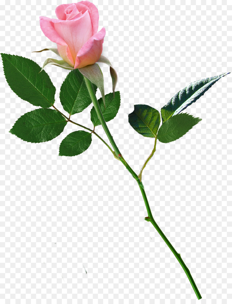 Love Rose Flower