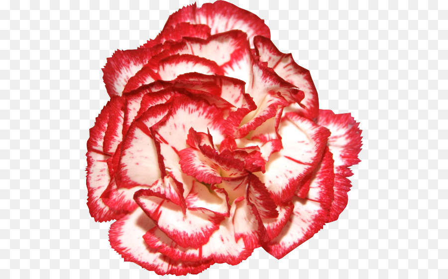 Hoa hồng trong vườn Hoa cẩm Chướng Clip nghệ thuật - hoa