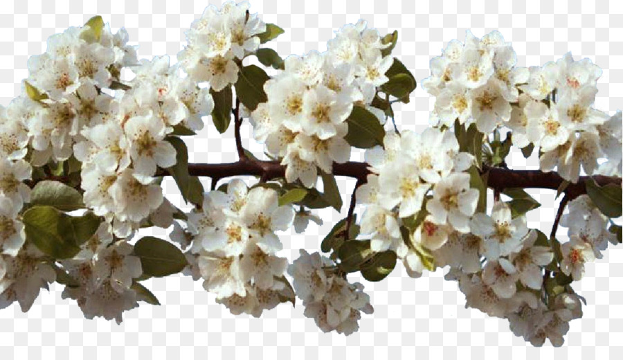 Fiore di primavera Centerblog Cherry blossom - fiore