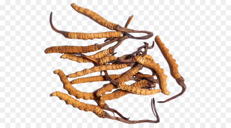 Caterpillar Pilz Cordyceps in der Traditionellen chinesischen Medizin Soc Trang Provinz Krankheit - andere