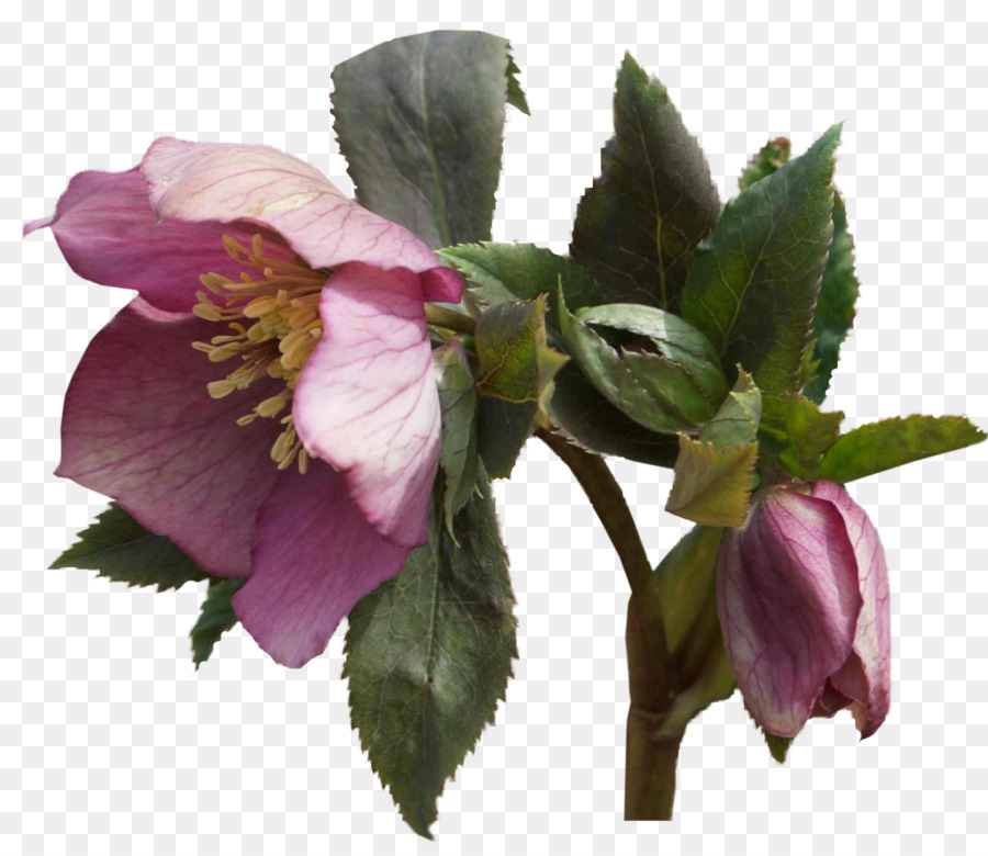 Helleborus niger Flower Garden rose Plant - altri