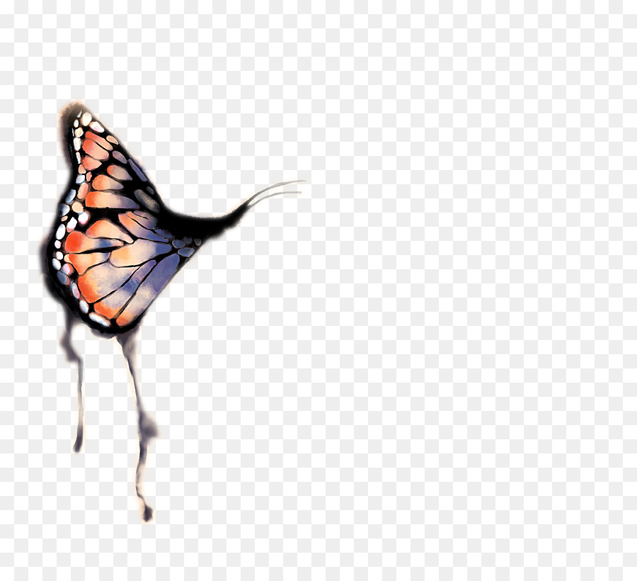 Butterfly Cartoon