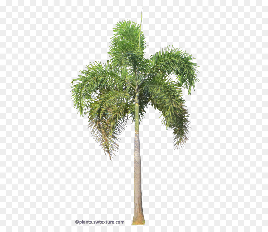Asiatische palmyra palm Wodyetia Fuchsschwanz Baum Rhapis - Baum